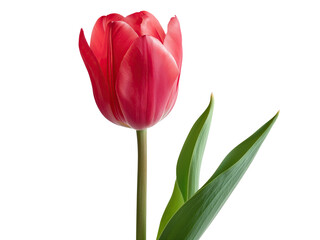 Obraz premium Flor tulipa com fundo transparente para uso criativo.
