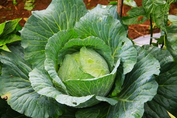 head of cabbage