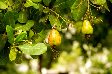 Cashew raw fruits (Anacardium occidentale) hanging on the tree in the garden