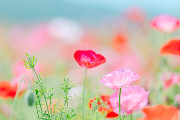 Fototapeta premium ピンク色と赤色のポピーのアップ