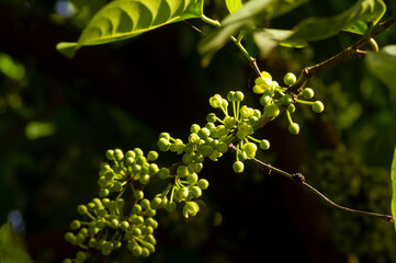 Kepel or burahol (Stelechocarpus burahol) green flowers, on the tree trunk, selected focus