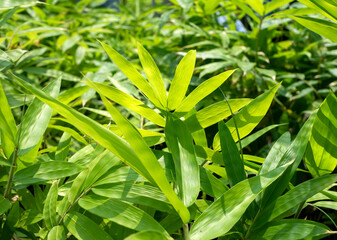Obraz premium Young bamboo plant, Bambusa sp., in the nursery for natural background