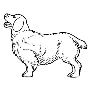 dog line vector illustration