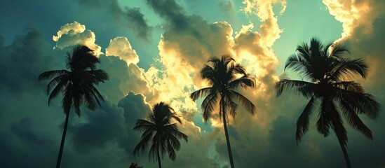 Fototapeta na wymiar Coconut trees' silhouettes against dramatic clouds