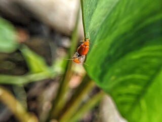 Flea Beetle kucurbit leaf beetles mating
