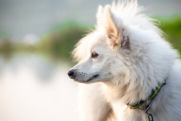 funny samoyed puppy dog in the summer garden on the green grass