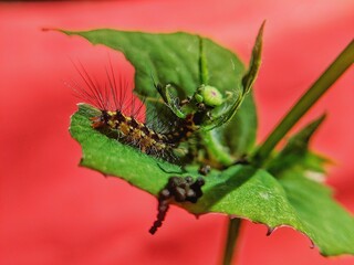 Orgyia antiqua insect caterpillars attached to green leaves