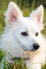 Obraz premium funny samoyed puppy dog in the summer garden on the green grass
