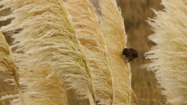 Small bird hunting insect in flowers.