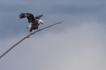 Bald Eagle Alighting on Tree Branch With Outstretched Wings