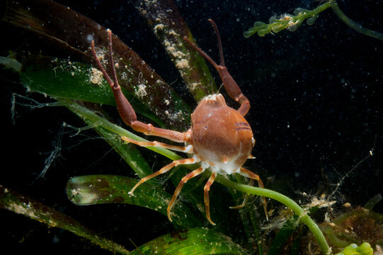 Death's head crab (Ilia nucleus). sea pebble crab detailed close-up in natural habitat Capo Caccia, Alghero, Sardinia, Italy