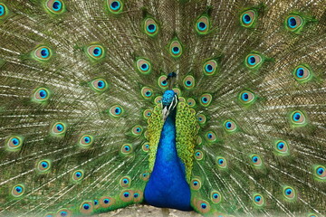 Fototapeta premium peacock with feathers out