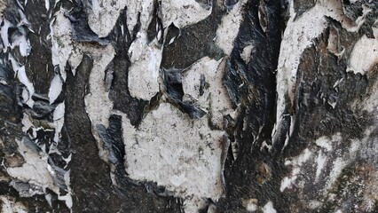 bark of a tree