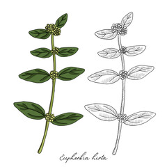vector drawing asthma plant,Euphorbia hirta , hand drawn illustration