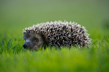 Riccio Hedgehog, (Erinaceus europaeus): della famiglia degli Erinaceidi, chiamato erroneamente   porcospino  . Lago di Baratz. Alghero, Sassari. Sardegna. Italia © antasfoto