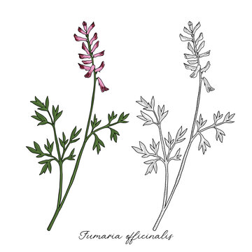 vector drawing fumitory flower, Fumaria officinalis, hand drawn illustration