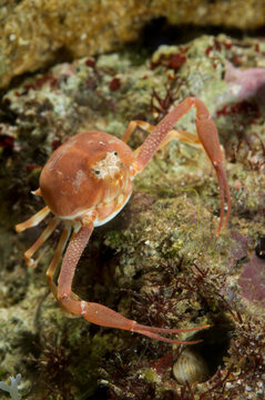 Death's head crab (Ilia nucleus). sea pebble crab detailed close-up in natural habitat Capo Caccia, Alghero, Sardinia, Italy