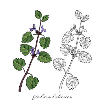 vector drawing ground-ivy plant ,Glechoma hederacea , hand drawn illustration