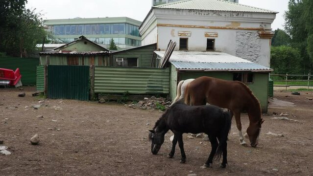 Horse Equus caballus is domesticated, one-toed, hoofed mammal. Black and white horses graze, trample and nibble grass. Equine camp, stable or zoo. Taxonomic family Equidae, subspecies of Equus ferus.