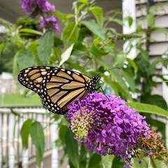 monarch butterfly on flower