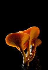 fungo pleurotus olearius