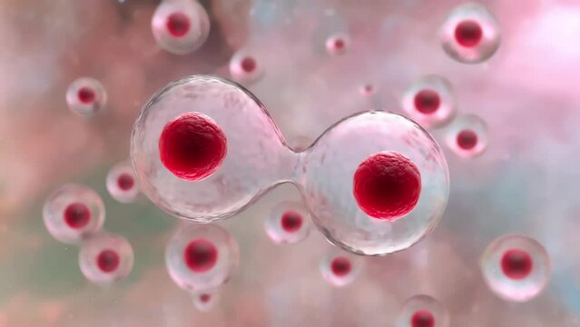 Cell division inside human body. Cells divide and multiply. 3D animation of mitosis.