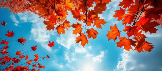 Vibrant Red and Blue Sky over Majestic Maple Leaves - A Stunning Red and Blue Sky Background Enhancing the Beauty of Maple Trees