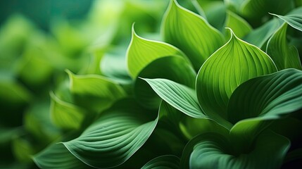 Obraz premium Hosta close-up, Hyper Real