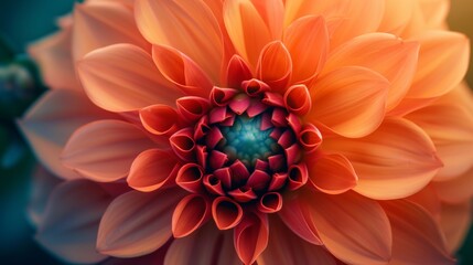 A tranquil dahlia bloom, its layers of petals creating a peaceful symmetry in nature. - obrazy, fototapety, plakaty