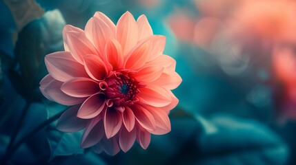 The floral pattern of a dahlia's petals unfolds in a display of natural symmetry and beauty. - obrazy, fototapety, plakaty