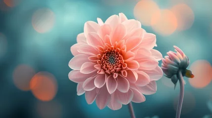 Fototapeten The soft focus on a blooming dahlia creates a tranquil floral scene, enhanced by morning light. © Yaroslav Herhalo