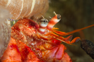 Paguro, Dardanus calidus, Sardegna, Italia..Hermit crab,