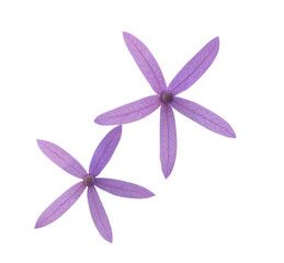 Purple wreath or Sandpaper vine or Queen's wreath flowers. Close up purple small flower isolated on transparent background.