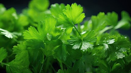 Cilantro close-up, Hyper Real