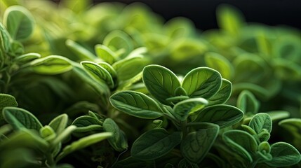 Obraz premium Oregano close-up, Hyper Real