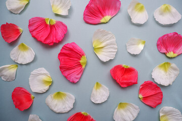 Beautiful red and white petals composition on pale color background. Flower background for spring design.