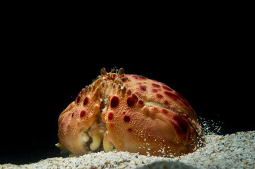 Box crab (Calappa granulata) is a marine crustacean native to Mediterranean Sea. Alghero, Sardinia,...