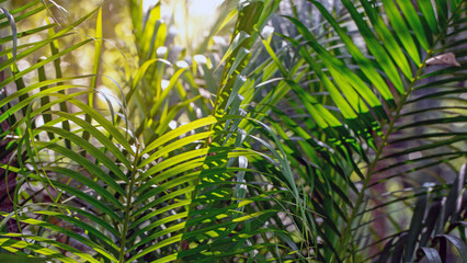 close up view of nice green coconut leaf