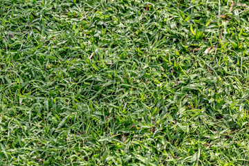 Lawns and gardens for bright backdrops.