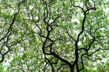 The branches of a large tree provide shade.