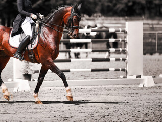 Dressage horse, tournament horse in tournament close-ups, split toning.