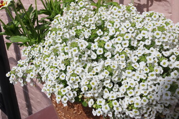 白いスイートアリッサム