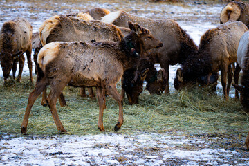 cow elk walking at refuge