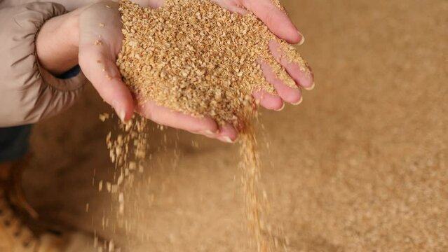 Hands of farmer holding handful of soybean husk. Bunch of cattle food.