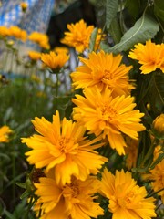 A close look up of yellowish orange flower in the garden