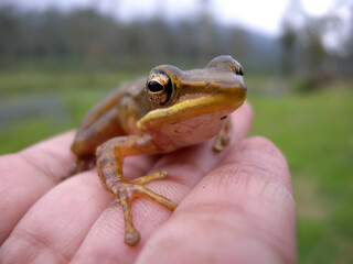 Closeup of baby frog on hand blur background