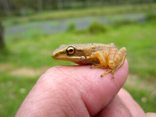 Closeup of baby frog on hand blur background