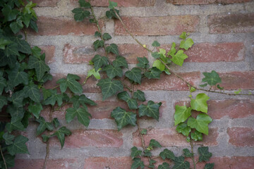 hojas de una hiedra sobre un muro de ladrillo