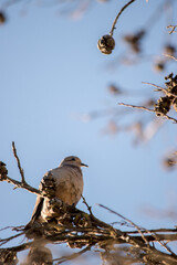 pequeña paloma torcaza posada en las ramas de un árbol