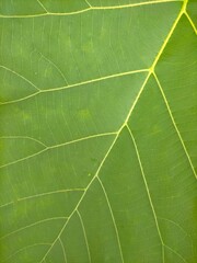 close up of leaf